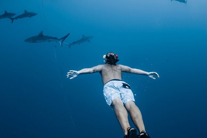 Oahu Open Water Shark Diving Experience - Cage-free Oahu Shark Swim: what makes it special