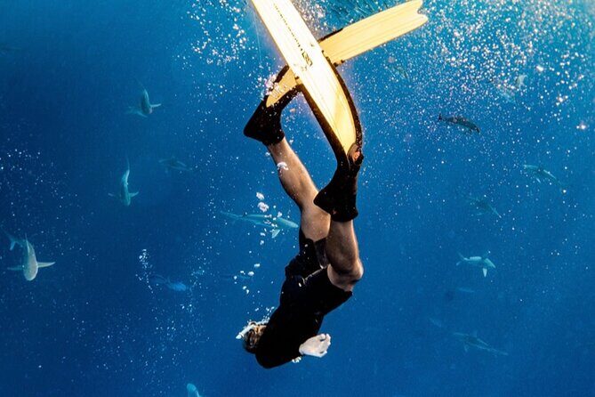 Oahu Open Water Shark Diving Experience - Where you start in Haleiwa and how the timing works