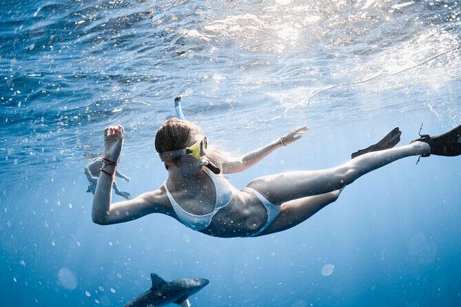 Oahu Open Water Shark Diving Experience - What actually happens in the water (and why people feel safe)