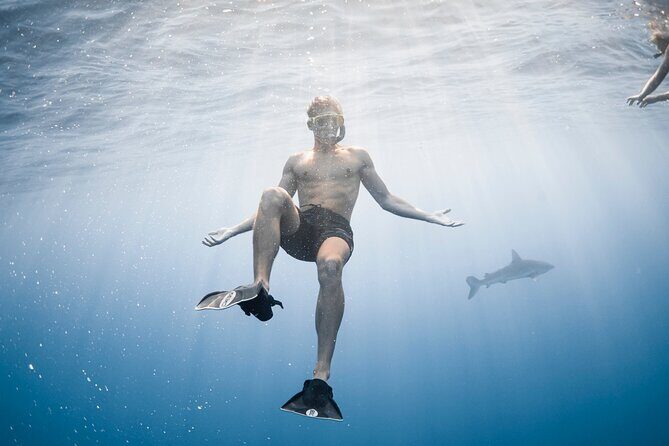 Oahu Open Water Shark Diving Experience - Price and value: is $150 worth it?