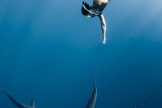 Oahu Open Water Shark Diving Experience - Who should book (and who should skip this one)