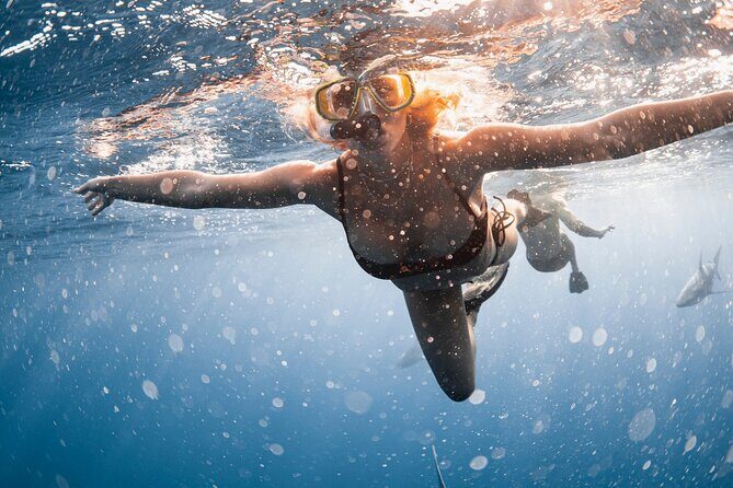 Oahu Open Water Shark Diving Experience - The 3-person minimum: plan your group smart