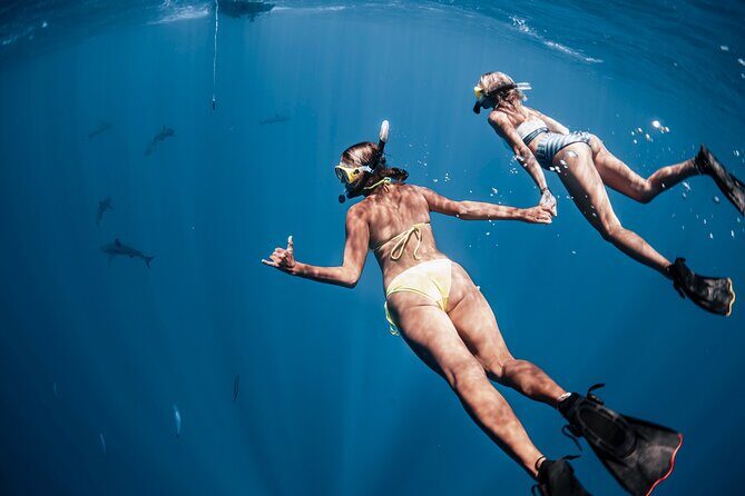 Oahu Open Water Shark Diving Experience - Weather changes happen: your best strategy