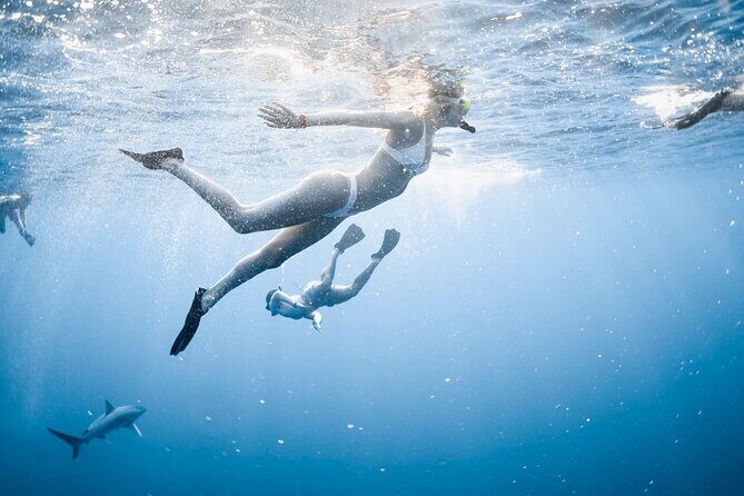 Oahu Open Water Shark Diving Experience - The North Shore route: Haleiwa, North Shore, Waimea Bay, Puaena Point