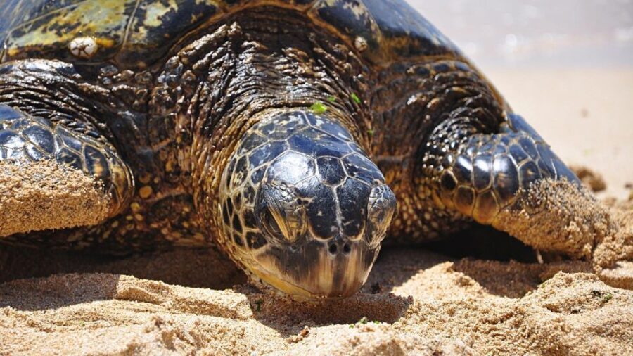 Oahu: Private Custom Island Tour - Diamond Head to Koko Head: the first big payoff