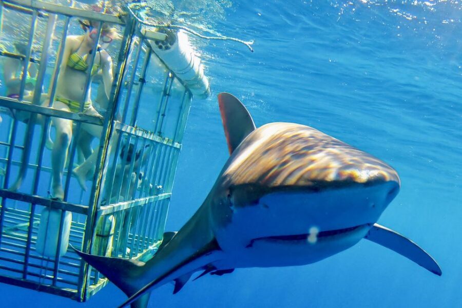 Oahu: Shark Cage Dive on the North Shore - What You’ll Really Like: The Boat Ride, Then the Cage Time