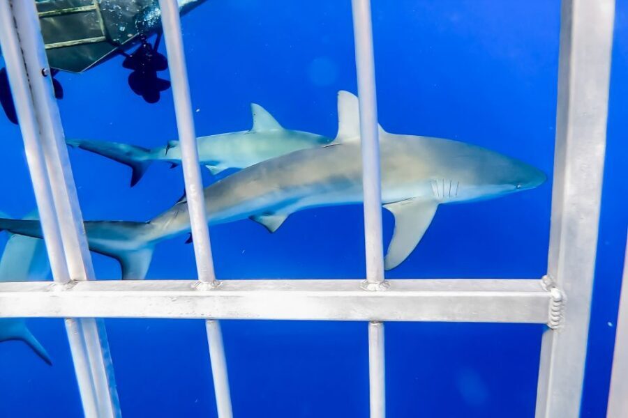 Oahu: Shark Cage Dive on the North Shore - Crew and Group Size: How It Feels Once You’re Onboard