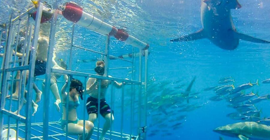 Oahu: Shark Cage Dive on the North Shore - Getting Into the Cage: Why This Feels Safer Than You Think