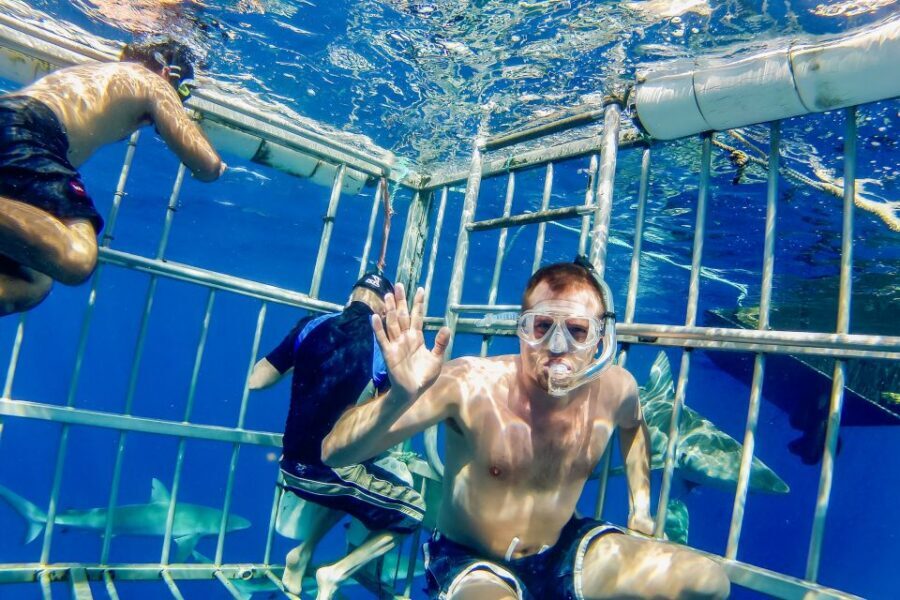 Oahu: Shark Cage Dive on the North Shore - What the Crew Focuses on Underwater: Watching Instead of Wrestling