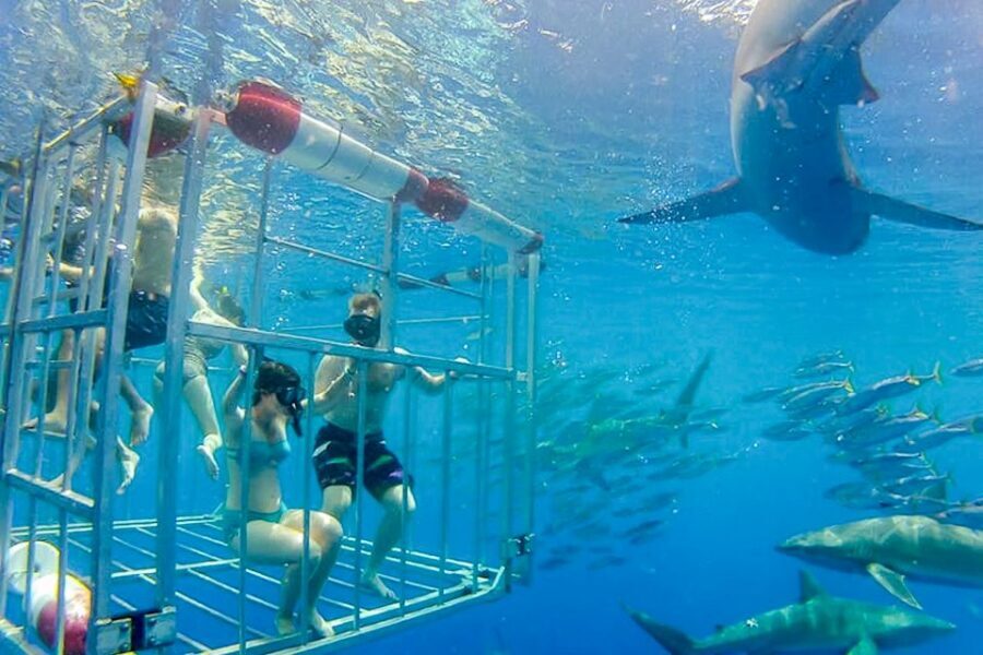 Oahu: Shark Cage Dive on the North Shore - The Sharks You’ll See: Size, Behavior, and What to Expect Visually