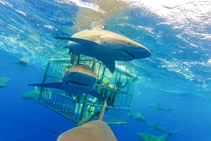 Oahu: Shark Cage Dive on the North Shore - The Boat Ride Reality Check: Weather Can Change Everything