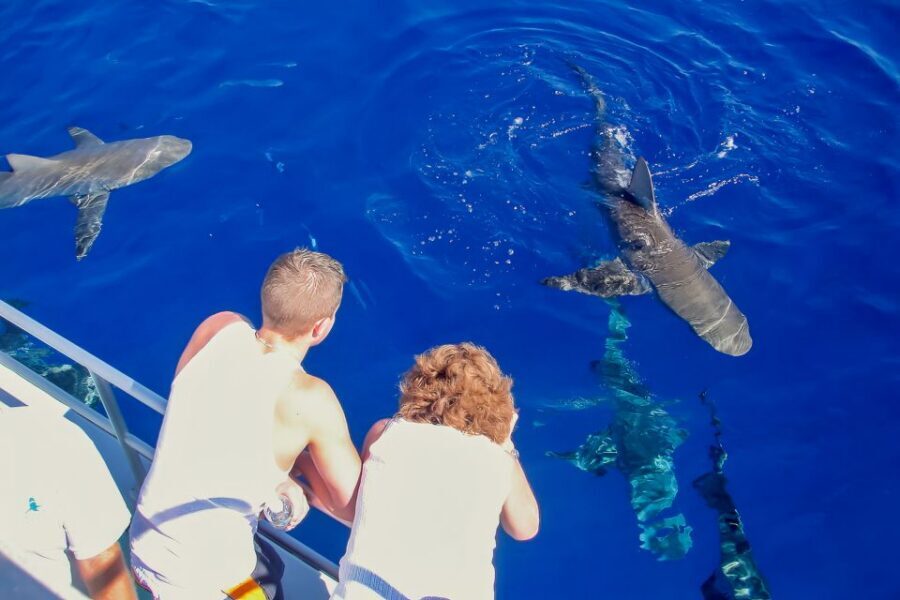 Oahu: Shark Cage Dive on the North Shore - What You Pay for: Is $99 Worth It?