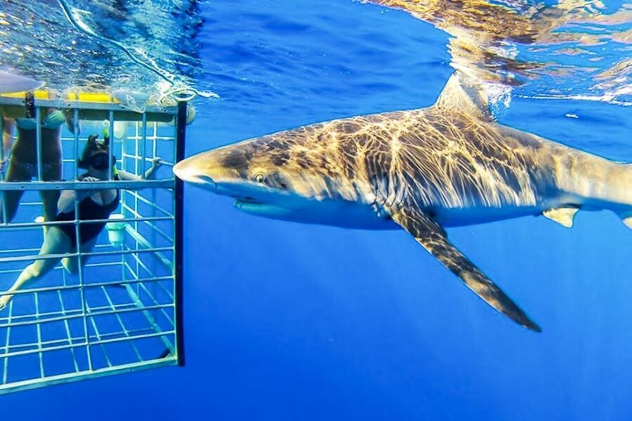Oahu: Shark Cage Dive on the North Shore - What to Bring (and What You Can Leave Alone)