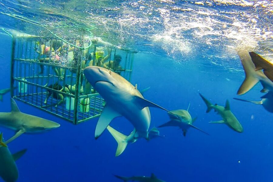 Oahu: Shark Cage Dive on the North Shore - Haleiwa Small Boat Harbor to the Deep Blue: The Part Most People Underestimate