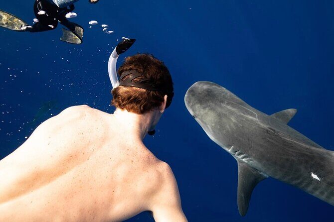 Oahu Shark Dive Educational Tour (No cage) - No-Cage Shark Snorkeling: What You Actually Get