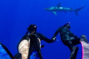 Oahu Shark Dive Educational Tour (No cage) - Getting There: Haleʻiwa Boat Harbor and the First-Time-Feel