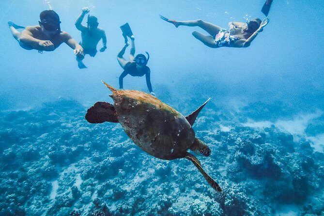Oahu Small Group Snorkel Tour with Yacht Cruise - Snorkeling at the reef: gear, instruction, and what to look for