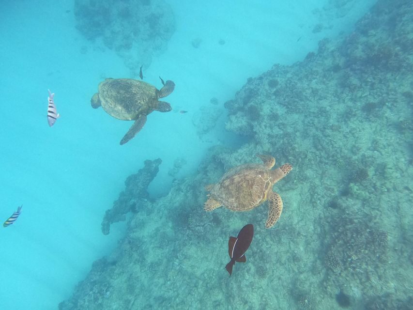 Oahu Snorkeling with Turtles, Water Scooter, Paddleboard - What You Really Get in 2 Hours: Turtles Plus Two Water Toys