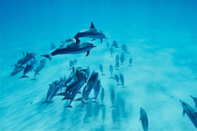 Oahu: Swim with Dolphins on the West Coast - Key things I’d plan around before you go