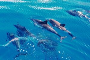 Oahu: Swim with Dolphins on the West Coast - The Morning Route Past the Waianae Mountain Range