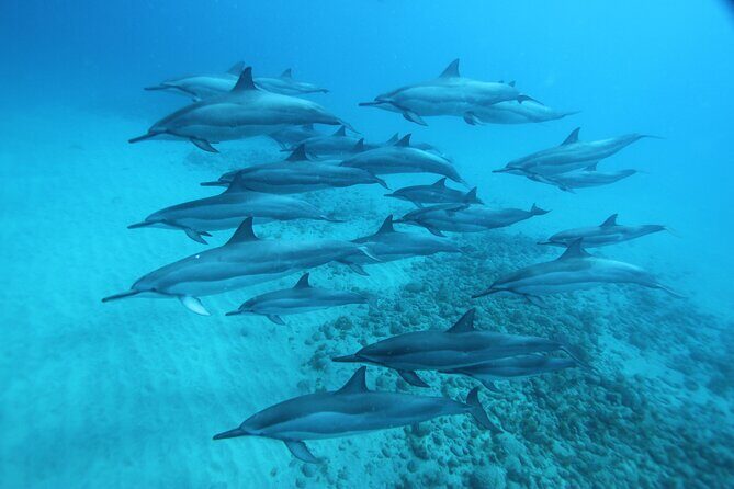 Oahu: Swim with Dolphins on the West Coast - Searching for Dolphins: Wild Rules You Can Actually Feel
