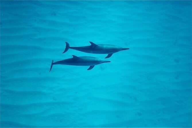 Oahu: Swim with Dolphins on the West Coast - Snorkeling Time for Turtles, Fish, and (Sometimes) Octopus
