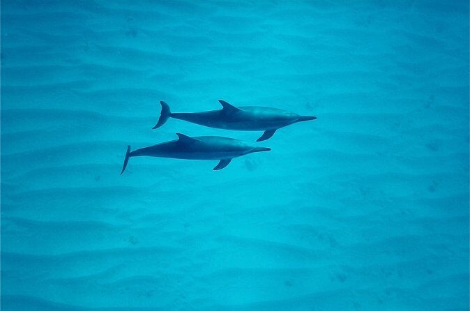 Oahu: Swim with Dolphins on the West Coast - Lunch Onboard: The Included Hawaiian Bowl That Helps You Stay Focused