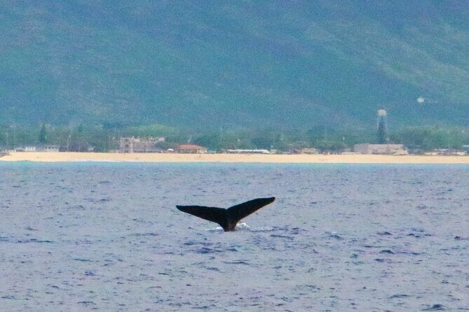 Oahu: Swim with Dolphins on the West Coast - Crew Energy: When JB, Uncle John, Captain Nicole, and Julie Take the Lead