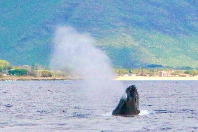 Oahu: Swim with Dolphins on the West Coast - Timing, Sea Conditions, and Why Some Days Feel Better Than Others