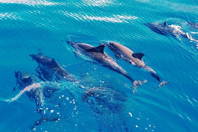 Oahu: Swim with Dolphins on the West Coast - The Morning Route Past the Waianae Mountain Range