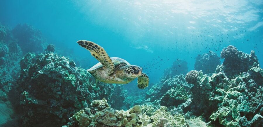 Oahu: Turtle Canyon Snorkeling Boat Tour - Quick hits on Turtle Canyon snorkeling