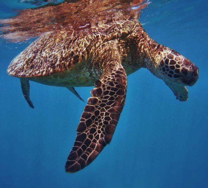 Oahu: Turtle Canyon Snorkeling Boat Tour - Pier B to Turtle Canyon: what a 2-hour outing really feels like