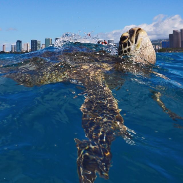 Oahu: Turtle Canyon Snorkeling Boat Tour - Coral caverns, angelfish, and fish schools: the reef is the backup plan