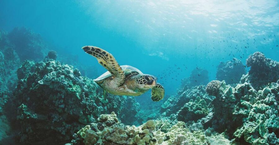 Oahu: Turtle Canyon Snorkeling Boat Tour - Who this tour is best for (and who might want to skip it)