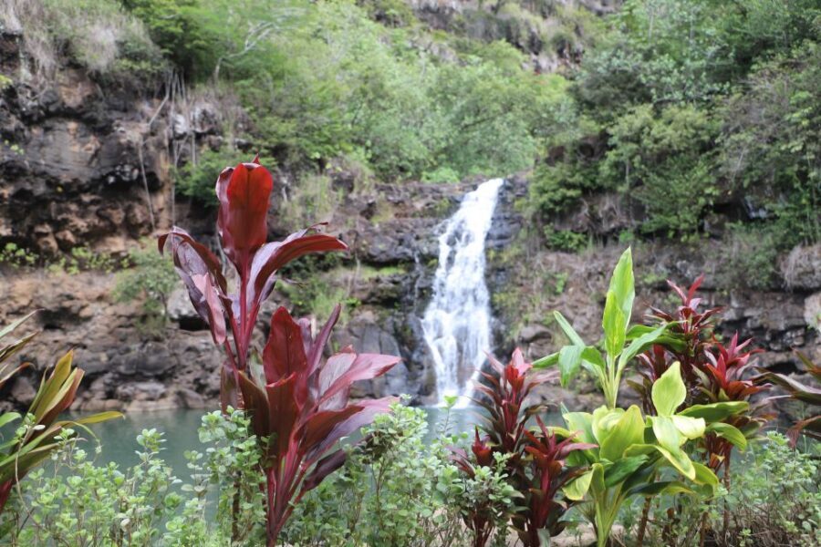 Oahu: Valley of Waimea Falls Swim & Hike with Lunch & Dole - Key Things I’d Prioritize on This Waimea Valley Day