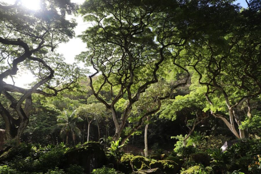 Oahu: Valley of Waimea Falls Swim & Hike with Lunch & Dole - Waimea Falls Swim: The Fun Part, With Real-World Prep