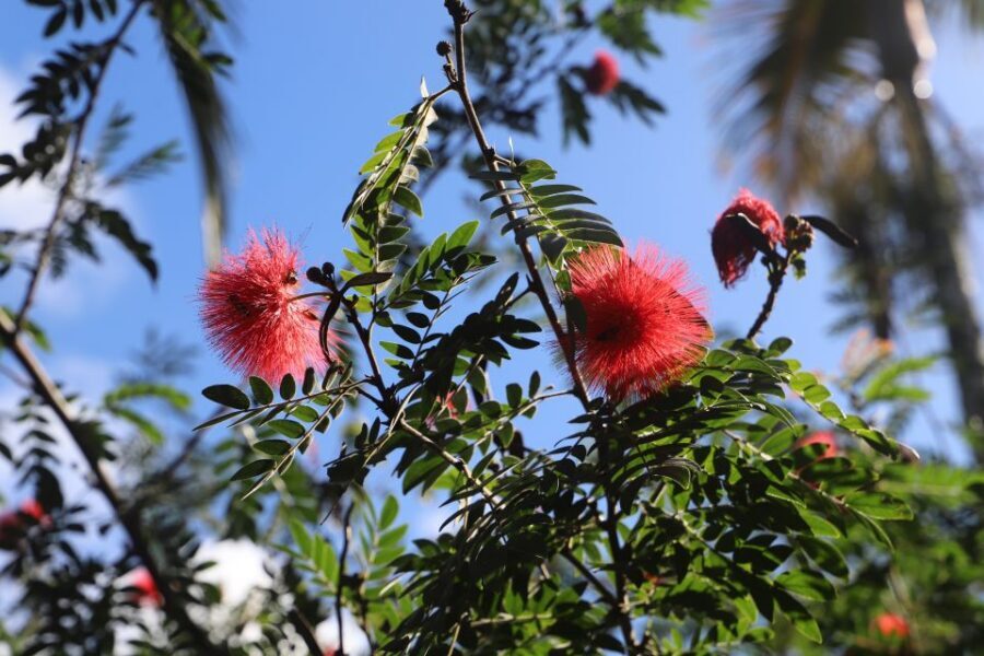 Oahu: Valley of Waimea Falls Swim & Hike with Lunch & Dole - Dole Plantation: Pineapple Souvenirs Without the Long Detour