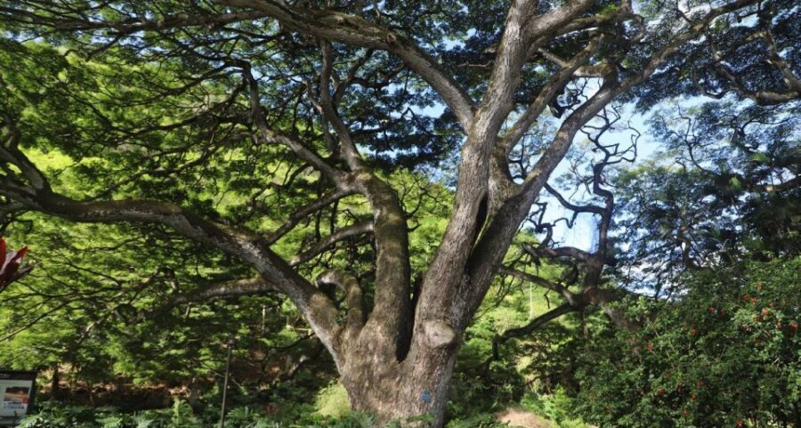 Oahu: Valley of Waimea Falls Swim & Hike with Lunch & Dole - Guides Make This Day Feel Personal (Even in a Group)