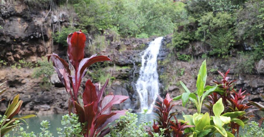 Oahu: Valley of Waimea Falls Swim & Hike with Lunch & Dole - Greenworld Coffee Farm Breakfast Before the Walk