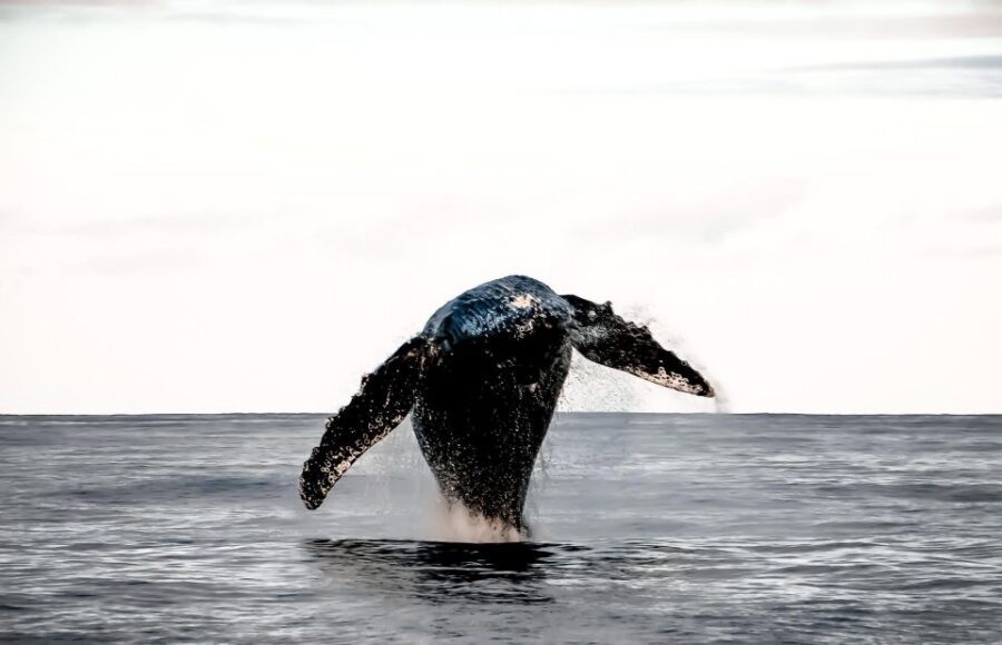 Oahu: Waikiki BYOB Sunset Cruise - Practical expectations: weather, timing, and who should skip it