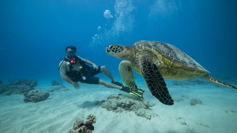 Oahu: Waikiki Discovery Scuba Diving for Beginners - Key Highlights You’ll Actually Care About