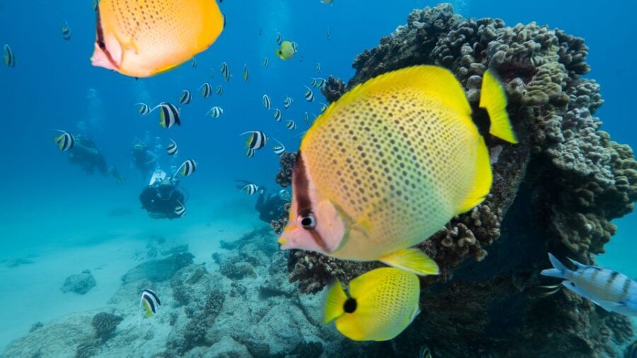 Oahu: Waikiki Discovery Scuba Diving for Beginners - The Skills Portion: Where Nerves Get Handled