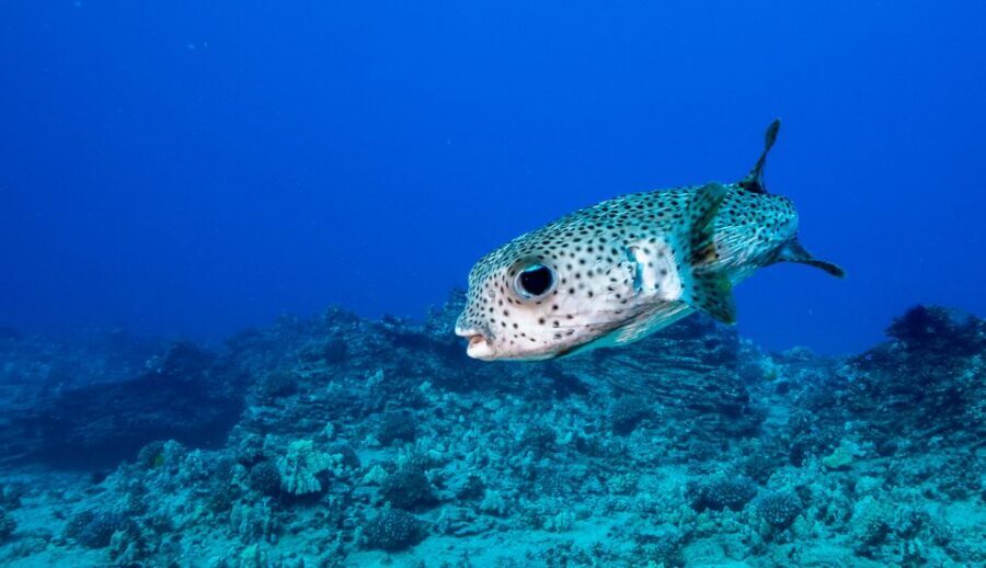 Oahu: Waikiki Discovery Scuba Diving for Beginners - Price Check: Is $270 Worth It for a Beginner Underwater Session?