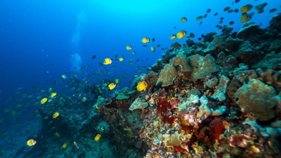 Oahu: Waikiki Discovery Scuba Diving for Beginners - Who This Is Best For (And Who Should Skip It)
