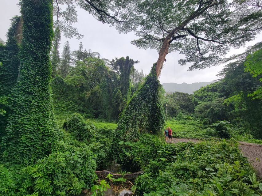 Oahu: Waikiki E-Bike Ride and Manoa Falls Hike - Who should book this and who should skip it