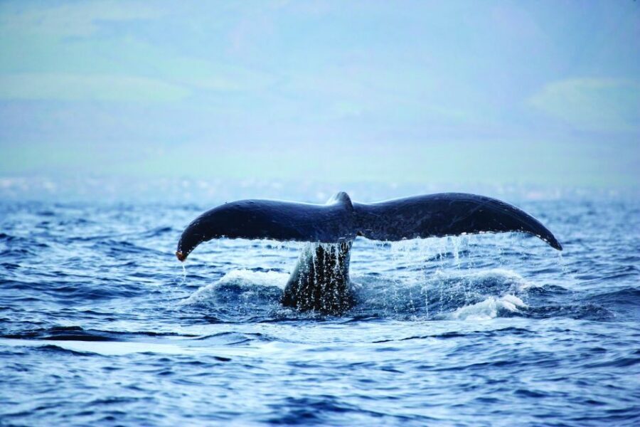 Oahu: Waikiki Eco-Friendly Afternoon Whale Watching Trip - Premium bar included: why the drinks change the whole feel