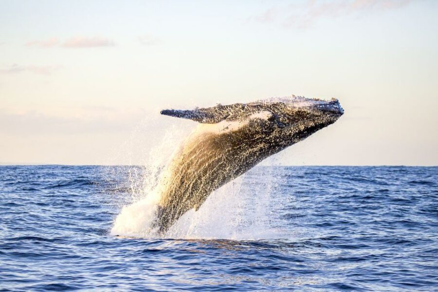 Oahu: Waikiki Eco-Friendly Morning Whale Watching Cruise - Key Things I’d Bet My Time On