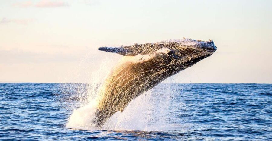 Oahu: Waikiki Eco-Friendly Morning Whale Watching Cruise - Boarding Honu Lani in Kewalo Basin: Slip F28 and Flip-Flops