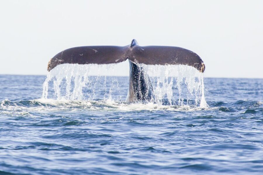 Oahu: Waikiki Eco-Friendly Morning Whale Watching Cruise - Who This Cruise Fits Best on Oʻahu