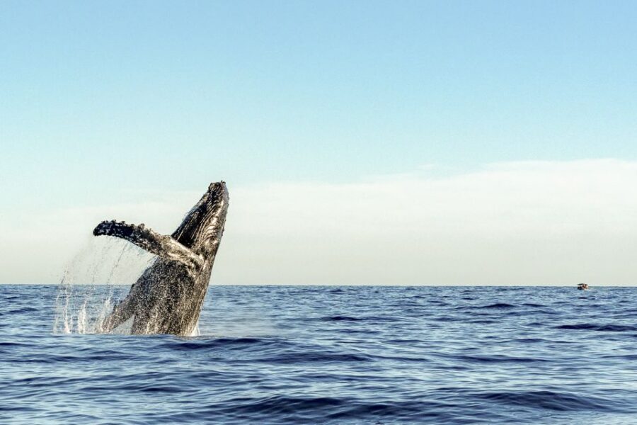 Oahu: Waikiki Eco-Friendly Morning Whale Watching Cruise - Two Hours on a Stable Catamaran Along Waikīkī and Diamond Head